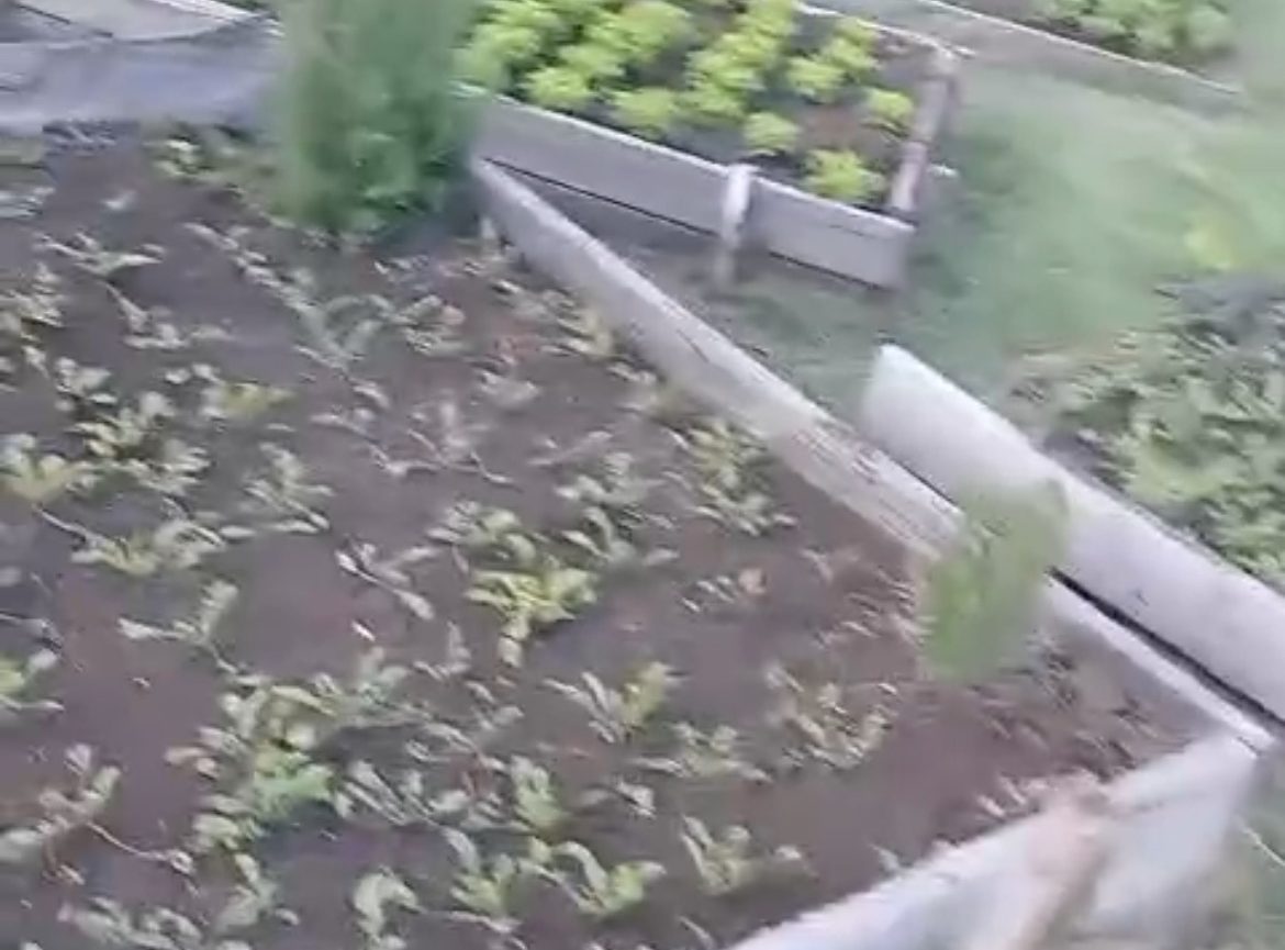 Jardinero en Bogotá busca empleo